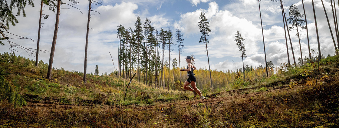Latvijas valsts mežu Stirnu buks