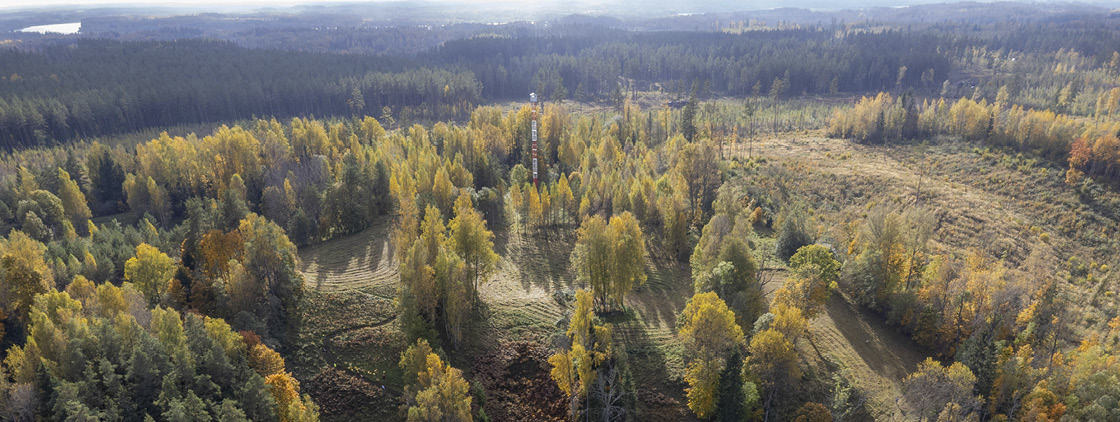 Latvijas valsts mežu Stirnu buks