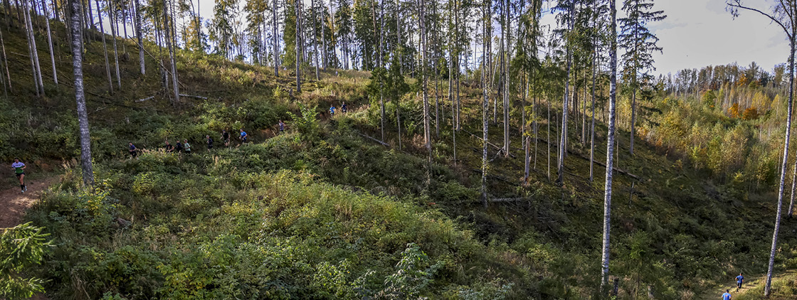 Latvijas valsts mežu Stirnu buks