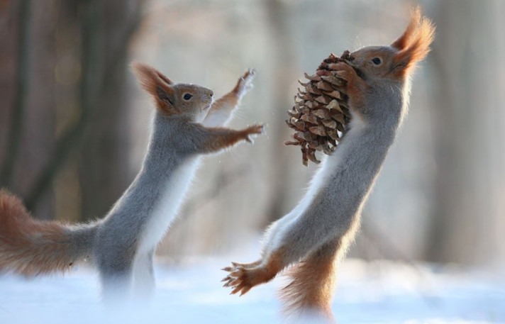 Stirnubuks.lv - Noslēdzies izaicinājums “Noķer Vāveri, ja vari!”